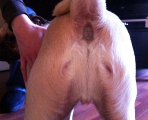 Jésus apparaît sur le derrière d'une chien...
